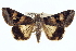  ( - BIOUG02040-C04)  @14 [ ] CreativeCommons - Attribution (2012) CBG Photography Group Centre for Biodiversity Genomics