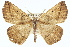  (Eusarca venosaria - BIOUG02040-C08)  @15 [ ] CreativeCommons - Attribution (2012) CBG Photography Group Centre for Biodiversity Genomics