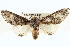  ( - BIOUG02040-D09)  @15 [ ] CreativeCommons - Attribution (2012) CBG Photography Group Centre for Biodiversity Genomics