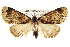  ( - BIOUG02040-D12)  @13 [ ] CreativeCommons - Attribution (2012) CBG Photography Group Centre for Biodiversity Genomics