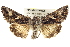  ( - BIOUG02040-E06)  @14 [ ] CreativeCommons - Attribution (2012) CBG Photography Group Centre for Biodiversity Genomics