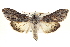  ( - BIOUG02040-F01)  @15 [ ] CreativeCommons - Attribution (2012) CBG Photography Group Centre for Biodiversity Genomics