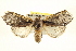  ( - BIOUG02040-F03)  @14 [ ] CreativeCommons - Attribution (2012) CBG Photography Group Centre for Biodiversity Genomics