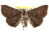  ( - BIOUG02040-F10)  @15 [ ] CreativeCommons - Attribution (2012) CBG Photography Group Centre for Biodiversity Genomics