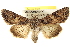  ( - BIOUG02040-G01)  @14 [ ] CreativeCommons - Attribution (2012) CBG Photography Group Centre for Biodiversity Genomics