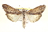  (Cucullia lethe - BIOUG02040-G04)  @14 [ ] CreativeCommons - Attribution (2012) CBG Photography Group Centre for Biodiversity Genomics