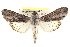  ( - BIOUG02040-H03)  @15 [ ] CreativeCommons - Attribution (2012) CBG Photography Group Centre for Biodiversity Genomics