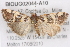  ( - BIOUG02044-A10)  @13 [ ] CreativeCommons - Attribution (2012) CBG Photography Group Centre for Biodiversity Genomics