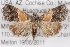  ( - BIOUG02044-B04)  @14 [ ] CreativeCommons - Attribution (2012) CBG Photography Group Centre for Biodiversity Genomics