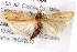  ( - BIOUG02044-B06)  @12 [ ] CreativeCommons - Attribution (2012) CBG Photography Group Centre for Biodiversity Genomics