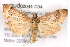  ( - BIOUG02044-C04)  @14 [ ] CreativeCommons - Attribution (2012) CBG Photography Group Centre for Biodiversity Genomics