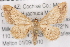  ( - BIOUG02044-D01)  @14 [ ] CreativeCommons - Attribution (2012) CBG Photography Group Centre for Biodiversity Genomics