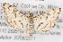  (Blepharomastix aplicalis - BIOUG02044-D02)  @14 [ ] CreativeCommons - Attribution (2012) CBG Photography Group Centre for Biodiversity Genomics