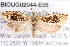  ( - BIOUG02044-E05)  @14 [ ] CreativeCommons - Attribution (2012) CBG Photography Group Centre for Biodiversity Genomics