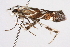  ( - BIOUG02044-F11)  @12 [ ] CreativeCommons - Attribution (2012) CBG Photography Group Centre for Biodiversity Genomics