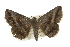  ( - CMAZ-0788)  @14 [ ] CreativeCommons - Attribution (2010) CBG Photography Group Centre for Biodiversity Genomics