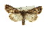  ( - CMAZ-0802)  @13 [ ] CreativeCommons - Attribution (2010) CBG Photography Group Centre for Biodiversity Genomics