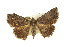  ( - CMAZ-0805)  @14 [ ] CreativeCommons - Attribution (2010) CBG Photography Group Centre for Biodiversity Genomics