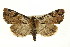  ( - CMAZ-0816)  @14 [ ] CreativeCommons - Attribution (2010) CBG Photography Group Centre for Biodiversity Genomics