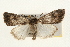  ( - CMAZ-0098)  @14 [ ] CreativeCommons - Attribution (2010) Unspecified Centre for Biodiversity Genomics
