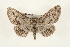  ( - CMAZ-0100)  @14 [ ] CreativeCommons - Attribution (2010) Unspecified Centre for Biodiversity Genomics