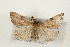  ( - CMAZ-0117)  @13 [ ] CreativeCommons - Attribution (2010) Unspecified Centre for Biodiversity Genomics