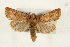  ( - CMAZ-0121)  @15 [ ] CreativeCommons - Attribution (2010) Unspecified Centre for Biodiversity Genomics