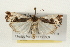  ( - CMAZ-0122)  @14 [ ] CreativeCommons - Attribution (2010) Unspecified Centre for Biodiversity Genomics