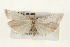  ( - CMAZ-0138)  @13 [ ] CreativeCommons - Attribution (2010) Unspecified Centre for Biodiversity Genomics