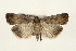  ( - CMAZ-0168)  @11 [ ] CreativeCommons - Attribution (2010) Unspecified Centre for Biodiversity Genomics