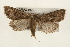  ( - CMAZ-0170)  @14 [ ] CreativeCommons - Attribution (2010) Unspecified Centre for Biodiversity Genomics