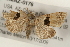  ( - CMAZ-0176)  @13 [ ] CreativeCommons - Attribution (2010) Unspecified Centre for Biodiversity Genomics