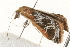  ( - CMAZ-0195)  @13 [ ] CreativeCommons - Attribution (2010) Unspecified Centre for Biodiversity Genomics