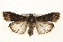  ( - CMAZ-0226)  @14 [ ] CreativeCommons - Attribution (2010) Unspecified Centre for Biodiversity Genomics