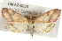  (Pyrausta arizonicalis - CMAZ-0255)  @14 [ ] CreativeCommons - Attribution (2010) Unspecified Centre for Biodiversity Genomics