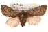  ( - CMAZ-0265)  @15 [ ] CreativeCommons - Attribution (2010) Unspecified Centre for Biodiversity Genomics
