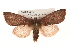  ( - CMAZ-0270)  @14 [ ] CreativeCommons - Attribution (2010) Unspecified Centre for Biodiversity Genomics