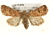  ( - CMAZ-0292)  @15 [ ] CreativeCommons - Attribution (2010) Unspecified Centre for Biodiversity Genomics