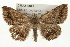  ( - CMAZ-0041)  @11 [ ] CreativeCommons - Attribution (2009) Unspecified Centre for Biodiversity Genomics