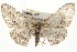  ( - CMAZ-0043)  @14 [ ] CreativeCommons - Attribution (2009) Unspecified Centre for Biodiversity Genomics