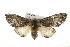  ( - CMAZ-0045)  @15 [ ] CreativeCommons - Attribution (2009) Unspecified Centre for Biodiversity Genomics