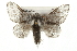  (Tolype distincta - CMAZ-0048)  @15 [ ] CreativeCommons - Attribution (2009) Unspecified Centre for Biodiversity Genomics