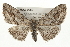  ( - CMAZ-0050)  @14 [ ] CreativeCommons - Attribution (2009) Unspecified Centre for Biodiversity Genomics