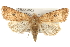  ( - CMAZ-0003)  @15 [ ] CreativeCommons - Attribution (2009) Unspecified Centre for Biodiversity Genomics