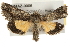  (Pseudanarta singula - CMAZ-0006)  @14 [ ] CreativeCommons - Attribution (2009) Unspecified Centre for Biodiversity Genomics