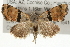  (Cobubatha orthozona - CMAZ-0011)  @14 [ ] CreativeCommons - Attribution (2009) Unspecified Centre for Biodiversity Genomics