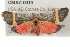  ( - CMAZ-0019)  @13 [ ] CreativeCommons - Attribution (2009) Unspecified Centre for Biodiversity Genomics