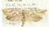  ( - CMAZ-0408)  @14 [ ] CreativeCommons - Attribution (2010) CBG Photography Group Centre for Biodiversity Genomics