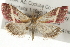  (Pyrausta corinthalis - CMAZ-0020)  @14 [ ] CreativeCommons - Attribution (2009) Unspecified Centre for Biodiversity Genomics