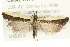  (Dichomeris barnesiella - CMAZ-0414)  @15 [ ] CreativeCommons - Attribution (2010) CBG Photography Group Centre for Biodiversity Genomics
